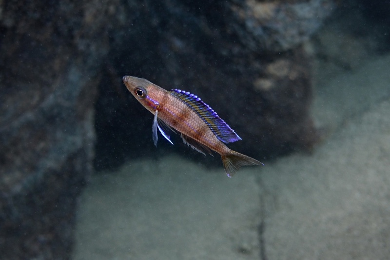 Paracyprichromis sp. 'ammelrooyi' Segunga